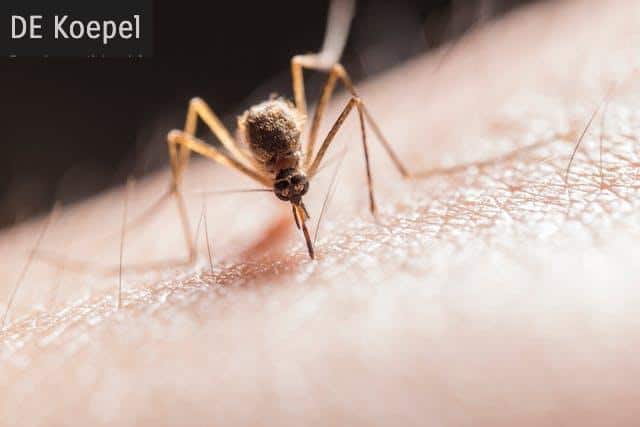 Lugares con más mosquitos en el mundo